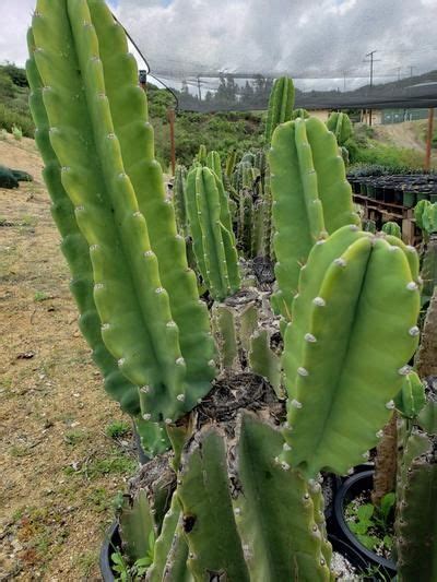 Cactus plants can get prickly when repotting them. Cereus Peruvianus & Monstrose aka Peruvian Apple ...