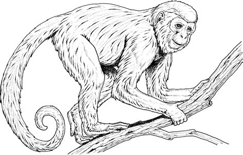 Below is a preview of each coloring page with its downloadable file beneath. Download Spider Monkey coloring for free - Designlooter ...