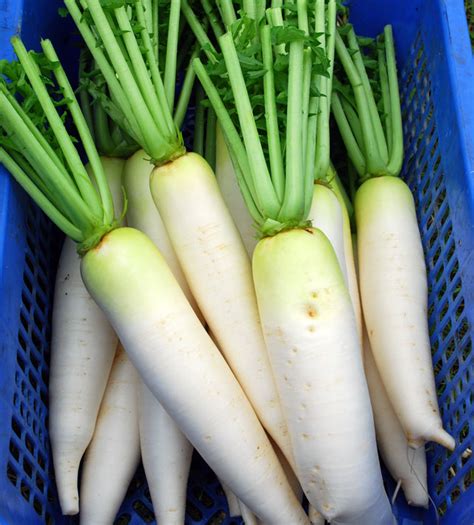 Umumnya kita di malaysia lebih terbiasa dengan lobak merah atau carrot. Lobak Putih Peluruh Batu Ginjal | Bebeja.com