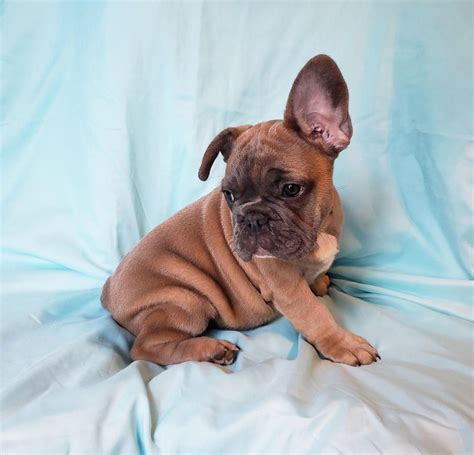 Advice from breed experts to make a safe choice. Beautiful FrenchieZ (With images) | French bulldog, French ...