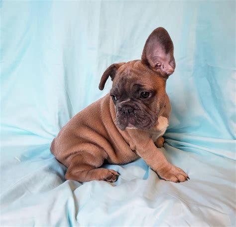 If you are interested in one of our puppies you can start the process by completing our application here all of our french bulldog puppies below this point have been reserved. Beautiful FrenchieZ (With images) | French bulldog, French ...