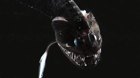 Free download to xbox 360. How Deep-Sea, Ultra-Black Fish Disappear - Science Behind ...