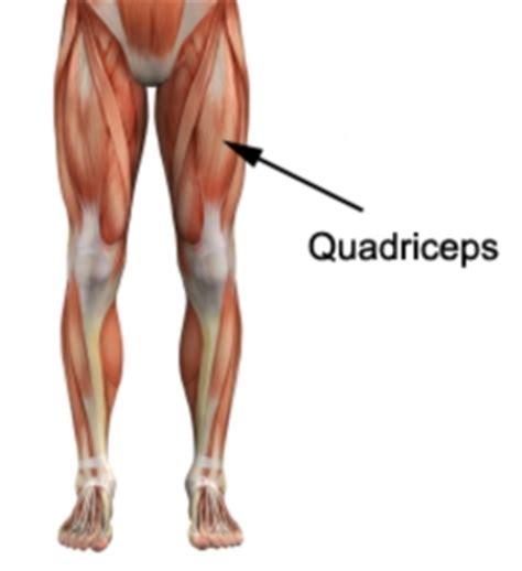 Understanding lower body anatomy and tips for workout success. Machine Weights (Lower Body) - Gym Exercises - PhysioAdvisor