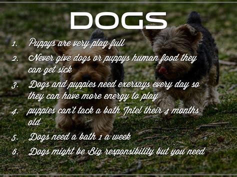 Proper training is essential for blind dogs to help with communication. How To Take Care Of Dogs And Puppies by Alondra