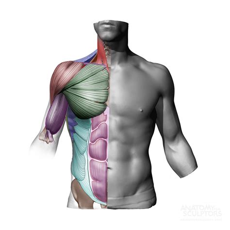 Learn to draw human anatomy following this detailed. Pin on Anatomy ref