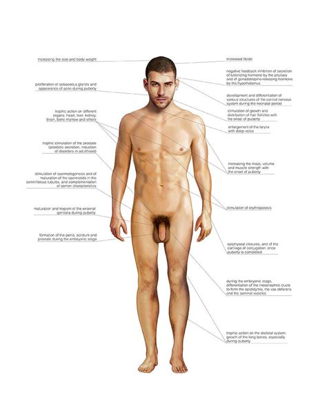 It is the most complete reference of human explore over 6700 anatomic structures and more than 670 000 translated medical labels. Male Genital System Photograph by Asklepios Medical Atlas