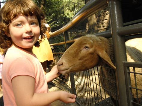 A petting zoo (often called, or part of, a children's zoo) features a combination of domesticated animals and some wild species that are docile enough to touch and feed. Petting Zoo That Comes To You Near Me - PetsWall