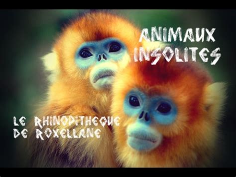 Les photos les plus drôles, étranges, humoristiques, insolites sur les animaux. ANIMAUX INSOLITES - #07 - LE RHINOPITHEQUE DE ROXELLANE ...