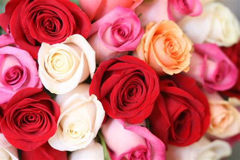 Social flowers lets you send fresh flowers to anyone with just an email address or mobile phone number. Sending roses is a great way to say something special to ...