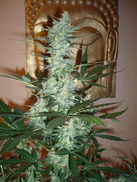 He is an avid movie director and operates the first national bank of moby. Strain-Galerie: Moby Dick Autoflowering (Dinafem) PIC ...