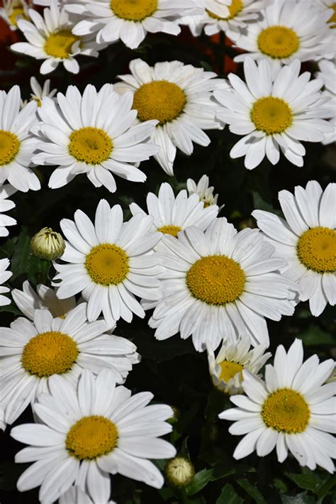 We have 2 records for shasta flowers ranging in age from 43 years old to 43 years old. Snowcap Shasta Daisy (Leucanthemum x superbum 'Snowcap ...