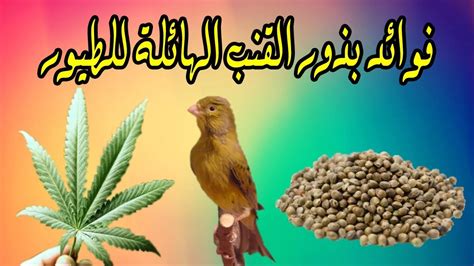 احتجاجا على تبني الحكومة التي يرأسها حزبه مشروع تقنين زراعة القنب الهندي، أعلن رئيس الحكومة المغربي السابق عبد الإله بن كيران تجميد عضويته في حزب العدالة والتنمية. ‫فوائد بذور القنب الهائلة للطيور‬‎ - YouTube