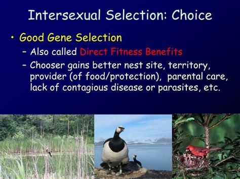 Selección intrasexual o competencia intrasexual: PPT - Males and females often look different PowerPoint Presentation, free download - ID:259632