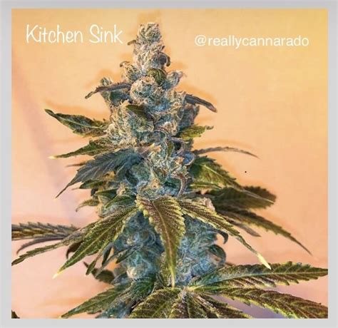 It's hard work to do this when you're so used to cringing at the reflection in your mirror, but do it. Kitchen Sink (par Cannarado Genetics) :: Info de Variété