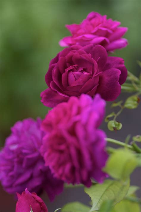 The bushy, spreading growth forms a broad shrub with good disease resistance. Munstead Wood | Rose, English roses, Beautiful flowers