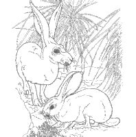 Enjoy these coloring pages to color, paint or a crafty educational project for young children and the young at heart. Jackrabbit in 2020 | Animal coloring pages, Desert animals ...