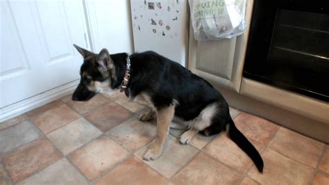 Maybe you would like to learn more about one of these? 6 Month Old German Shepherd - Food, Training and Behaviour ...