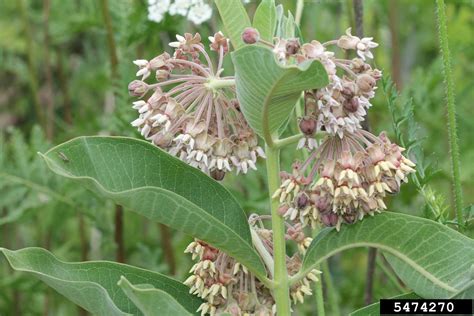 Kansana (vail) palmer & steyermark. common milkweed, Asclepias syriaca (Gentianales ...