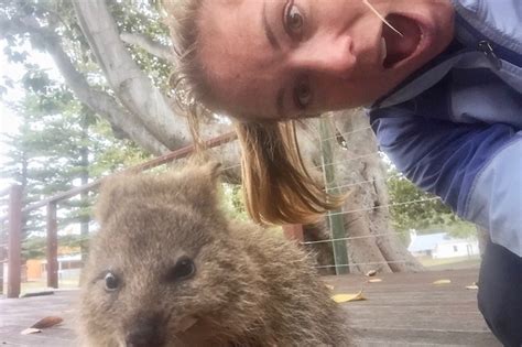 Selfies are a vain practice humans have fallen in love with, and if you're bored of thankfully, the quokka selfie is bringing new life to the overly popular practice of taking photos of yourself. Just a Bunch of Photos of Quokkas | Lateral Movements