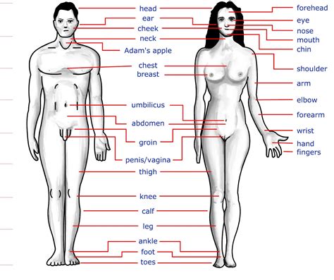 Partial picture of the female body. Human Body Secret: The Human Body Parts
