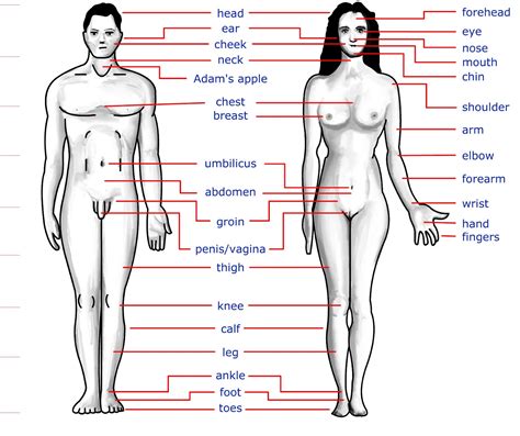 Female figures are typically narrower at the waist than at the bust and hips. Human Body Secret