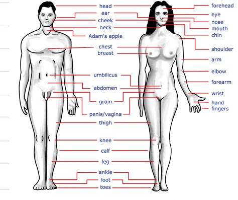 Measure horizontally around the body at the strongest part of the chest with a tape measure. Human Body Secret: The Human Body Parts