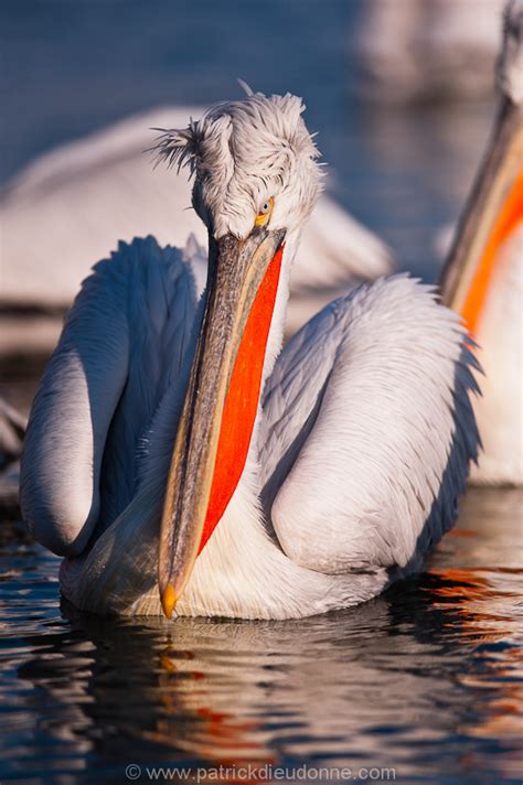 Despite its great size, a spectacular flier, with flocks often soaring very high in the air, ponderously wheeling and circling in unison. Dalmatian Pelicans at Lake Kerkini, Greece. | Patrick ...