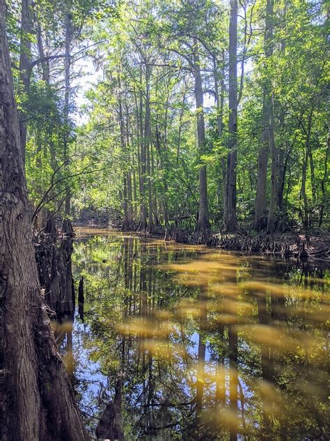 Cypress wood is very resistant to decay and the wood is considered valuable for a variety. "Bald Cypress Trees, Paynes Prairie Creek, Hawthorne Trail ...