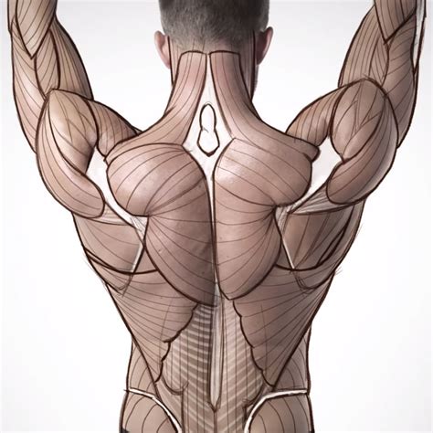 By the middle line of the back is a longitudinal groove back (sulcus dorsi). How to Do an Anatomy Tracing · 3dtotal · Learn | Create ...