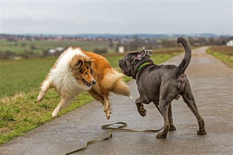 Proc natl acad sci u s a. mastino napoletano 2 Foto & Bild | tiere, haustiere ...