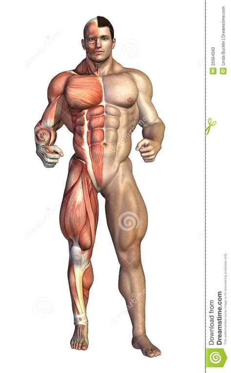 There are around 650 skeletal muscles within the typical human body. Bodybuilder Muscles Revealed Stock Illustration ...