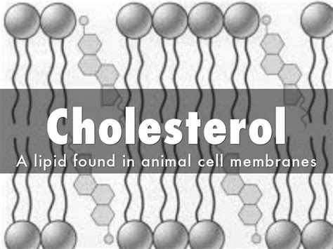 Cholesterol is an amphipathic molecule. Cell Membrane by chill2