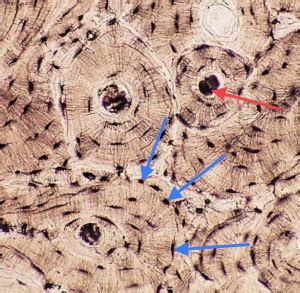 Compact bone, also known as cortical bone, is a denser material used to create much of the hard structure of the skeleton. Muscular and Skeletal Systems - Histology