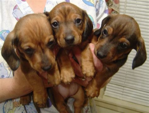 However, free doxie dogs and puppies are a rarity as rescues usually charge. Darling Dachshund Puppies for Sale!