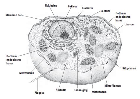 Maybe you would like to learn more about one of these? A dos metros de ti: Gambar Sel Hewan Warna Hitam Putih