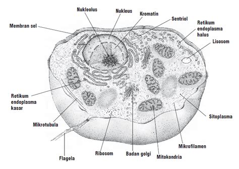 Maybe you would like to learn more about one of these? A dos metros de ti: Gambar Sel Hewan Warna Hitam Putih