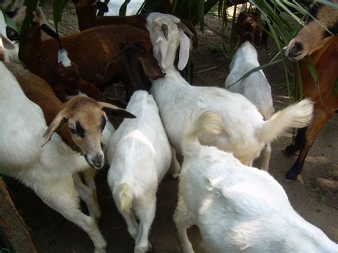 Di salah satu rumah penternak kambing jamnapari. FELDA ENDAU kampungku: Kambing Untuk Dijual