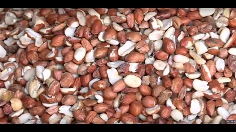 We did not find results for: Tempe Menjes, Tempe Dari Ampas Kacang Tanah | RAGAM ...