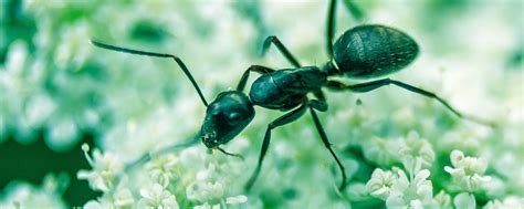 Diatomaceous earth is the most famous organic means of getting rid of insect pests. Here's How To Keep The Ants Marching Out Of Your Kitchen ...