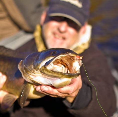 Catfish are predominantly freshwater fish, while the dogfish can be found in salt water. Minnesota Bowfin Club: November 2014