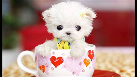 In general, teacups are markedly smaller than their breed standard and are not recognized by the american. Teacup Maltese Puppies And Dog Pictures Gallery - Pictures Of Animals 2016
