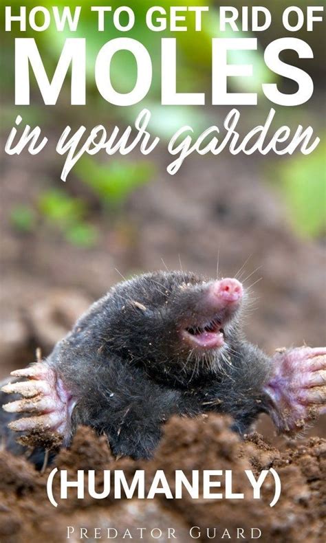 The woodlice will be back where they belong, doing their bit to create new compost, and your garden will be free of pests. How to get rid of Moles in the Garden Humanely | Mole ...