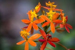 Snacking on any flowers, not just orchids, is not ren commended for cats, but it does not mean that orchids are toxic to them. Fiery Reed Orchid | Orchids, Plants, Poisonous plants