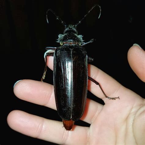 Black in color, they have spiny legs and long antennae. Pin on Natural History...