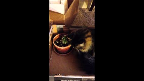 The other food bowl just has to have something better in it. Cat Eating a Cactus - YouTube