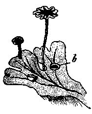 While liverworts contain reduced protonemata, hornworts do not contain protonemata. Diagram Of Liverwort / The Physical Basis Of Heredity ...