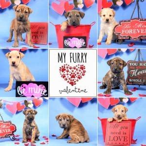 We help find homes for thousands of dogs, cats, rabbits and other pets every week. My Furry Valentine's 9th Mega Pet Adoption Event ...