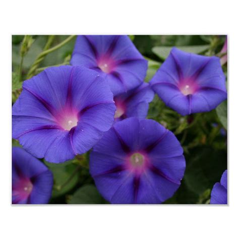 Check spelling or type a new query. Beautiful Morning Glories in Bloom Poster | Zazzle.com ...