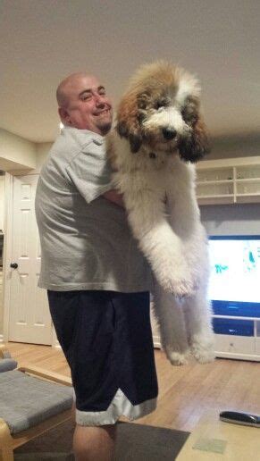 The boys had no idea they were getting a puppy but yet a. Chicky @ 5 months. St. Berdoodle | Bernedoodle puppy, Toy ...