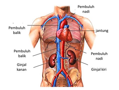 Bagian bagian di sci : Pengertian, Fungsi, dan bagian-bagian Ginjal - Ilmu ...